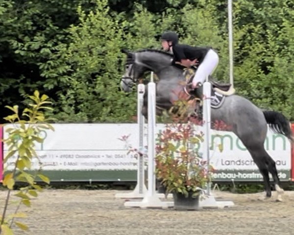 jumper Djudy (Westphalian, 2019, from Diarado)