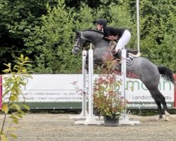 jumper Djudy (Westphalian, 2019, from Diarado)