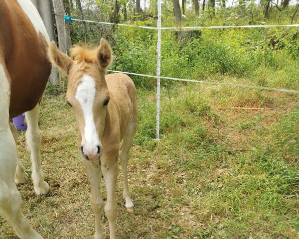 horse Sir Leonard (Palomino, 2023, from Cadlanvalley Sir Ivanhoe)
