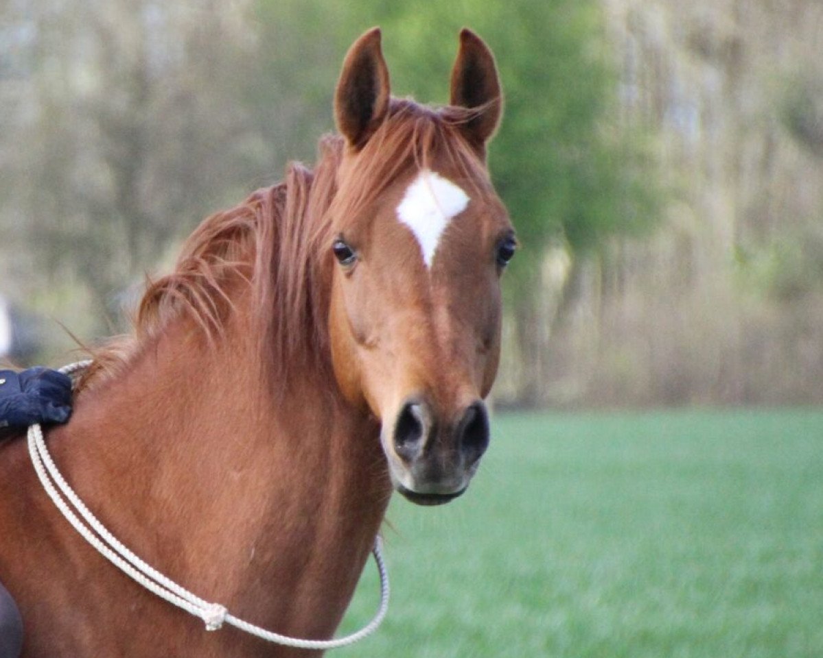 Pferd Shakaaro Ja (Vollblutaraber, 2004, von Shakaar Ibn Sanadiva ox)