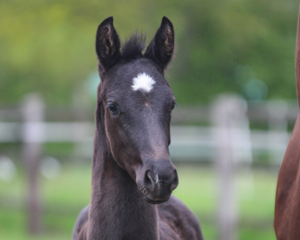 horse Selina Matina (Hanoverian, 2021, from Sir Donnerhall I)