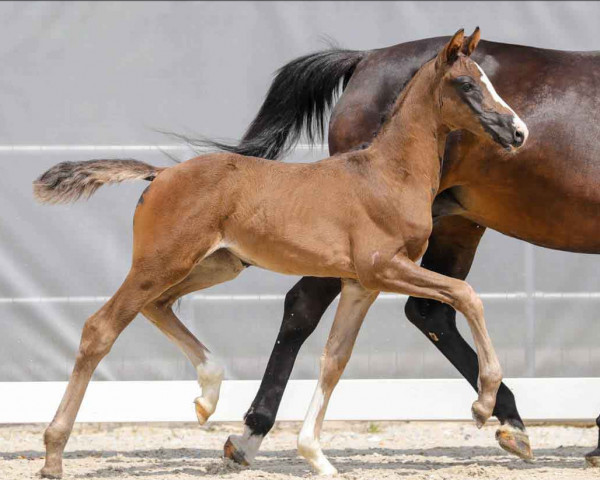 Pferd So Lauries (Hannoveraner, 2021, von So Perfect)