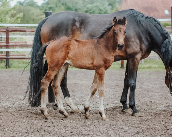 horse Dynamic Feeling (Hanoverian, 2022, from Dynamic Dream)