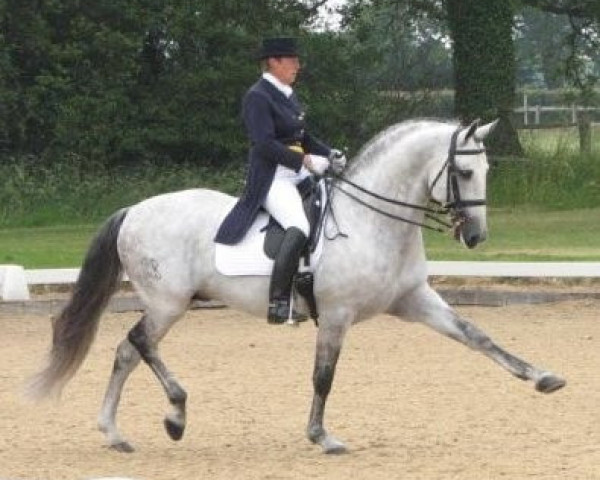 Deckhengst Rico (Lusitano, 1998, von Hostil) Deckhengst Rico (Lusitano, 1998, von Hostil)