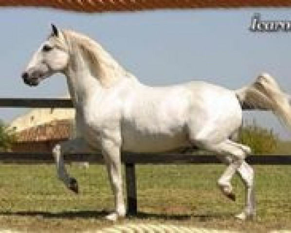 stallion Icaro (Lusitano, 1985, from Yacht)