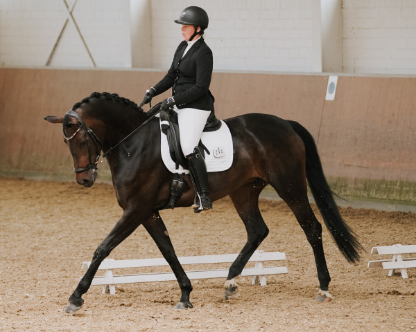 Dressurpferd For Chocolate (Westfale, 2017, von For Romance I)