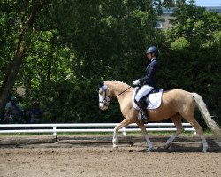 Dressurpferd Daniekje (Deutsches Reitpony, 2016, von Darubi Gold)