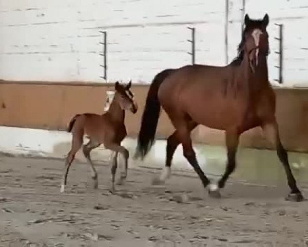 Video von Stute von Diamond Deluxe / Lissaro