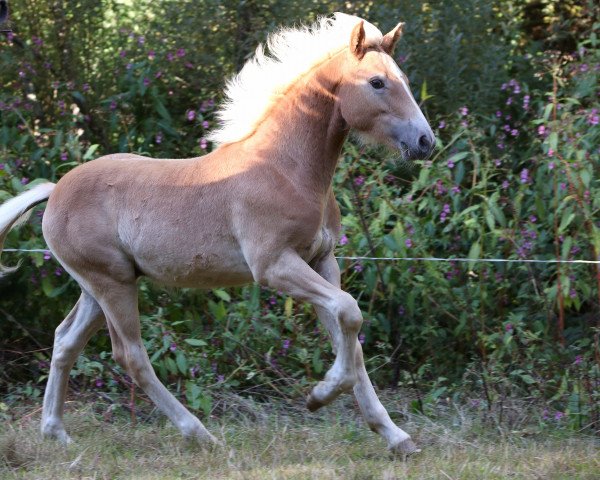 Pferd Stanley (Haflinger, 2022, von Sterntaenzer)