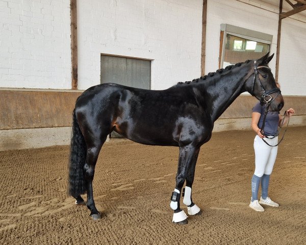 Zuchtstute Fashion Lady M (Westfale, 2020, von Fashion In Black NRW)