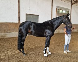 Zuchtstute Fashion Lady M (Westfale, 2020, von Fashion In Black NRW)