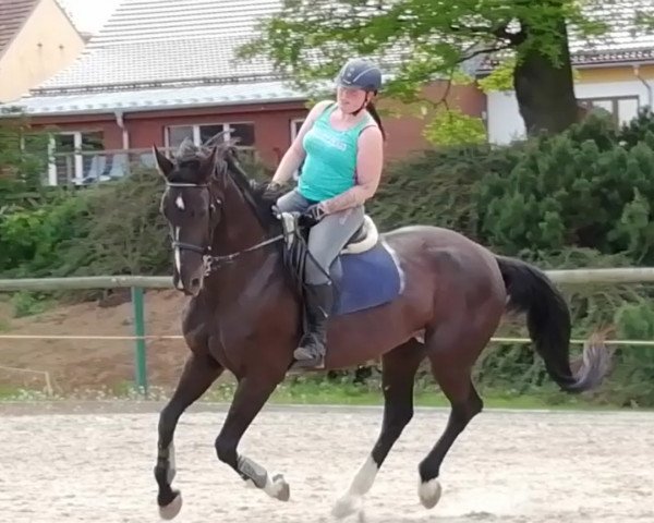 horse Pik Dame (Westphalian, 1997, from Pontifex)