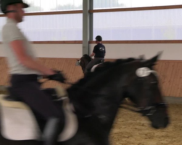 Westfälische Stutenleistungsprüfung in Soest 2023