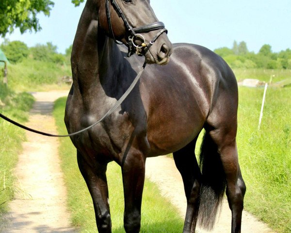 horse Vivat Filius (Oldenburg, 2020, from Vivat Rex)
