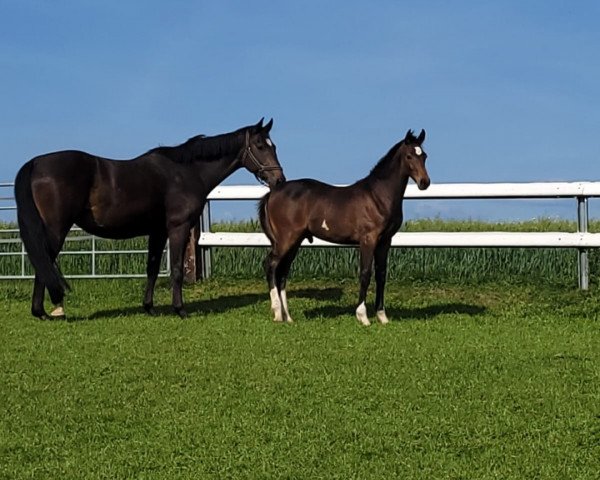 horse Chili (Hanoverian, 2023, from Con Dio) horse Chili (Hanoverian, 2023, from Con Dio)