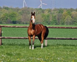 Dressurpferd Karuso 53 (Deutsches Sportpferd, 2011, von Kaiserwind)
