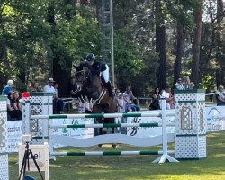 jumper Check Up 5 (Holsteiner, 2010, from Cachas)