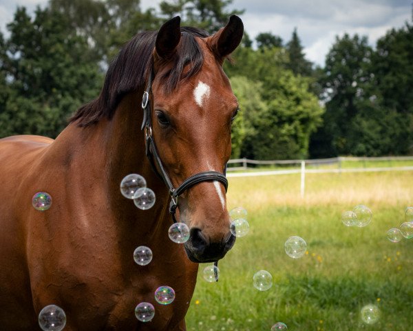 dressage horse First Lady Fatheema (Westphalian, 2007, from Fürst Piccolo)