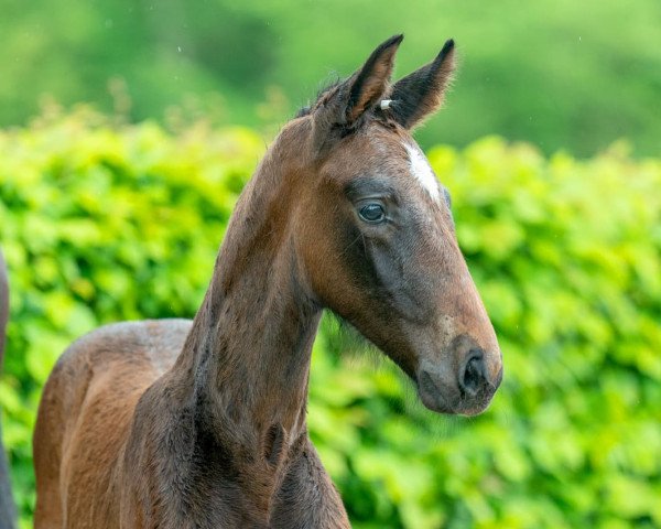Pferd Crackling Fire (Hannoveraner, 2023, von Classico's Champion)