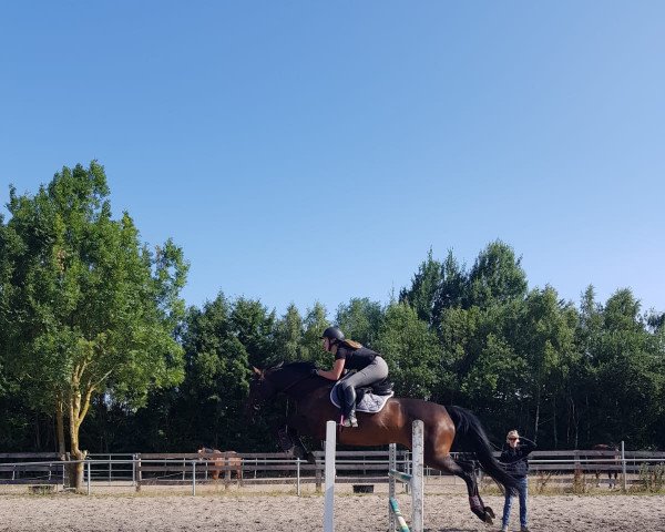 Dressurpferd La belle Laarnie (Westfale, 2012, von Lord Contendro) Dressurpferd La belle Laarnie (Westfale, 2012, von Lord Contendro)