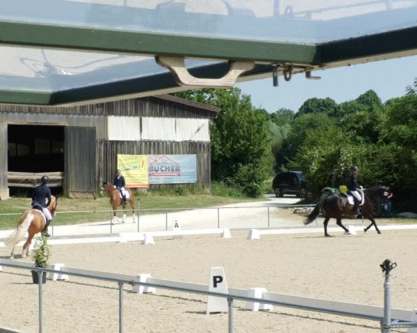Reitturnier Blaubeuren 2023