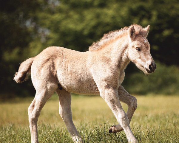 horse Floki (Fjord Horse, 2023, from Fjelltor N.2527)