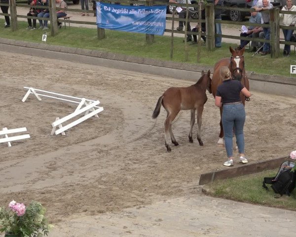 Hannoveraner Fohlenschau Hahausen u. Sichtung zum Horse24-Fohlenchampionat 2023