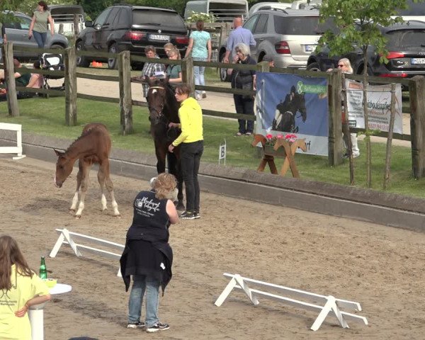 Hannoveraner Fohlenschau Hahausen u. Sichtung zum Horse24-Fohlenchampionat 2023