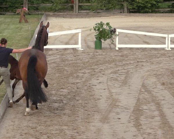 Hannoveraner Fohlenschau Hahausen u. Sichtung zum Horse24-Fohlenchampionat 2023