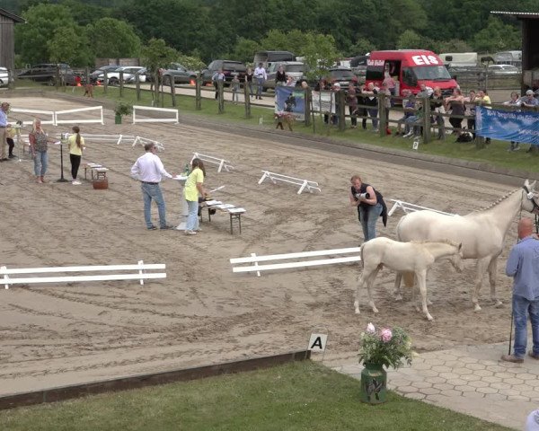 Hannoveraner Fohlenschau Hahausen u. Sichtung zum Horse24-Fohlenchampionat 2023