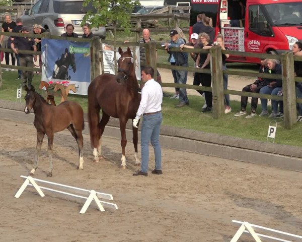 Hannoveraner Fohlenschau Hahausen u. Sichtung zum Horse24-Fohlenchampionat 2023