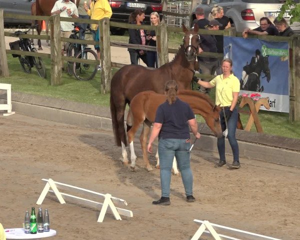 Hannoveraner Fohlenschau Hahausen u. Sichtung zum Horse24-Fohlenchampionat 2023