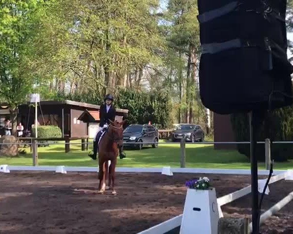 Reitturnier Dörenthe 2023