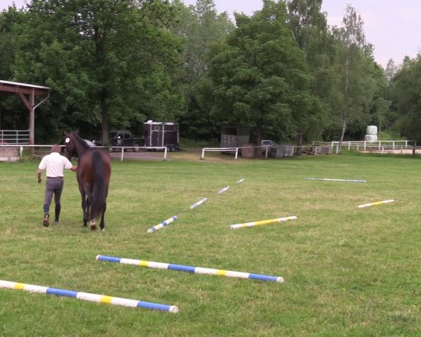 Westfälische Stutenleistungsprüfung in Steinheim 2023