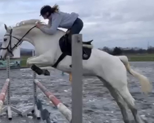 jumper Coco Go Smard (Bavarian, 2003)