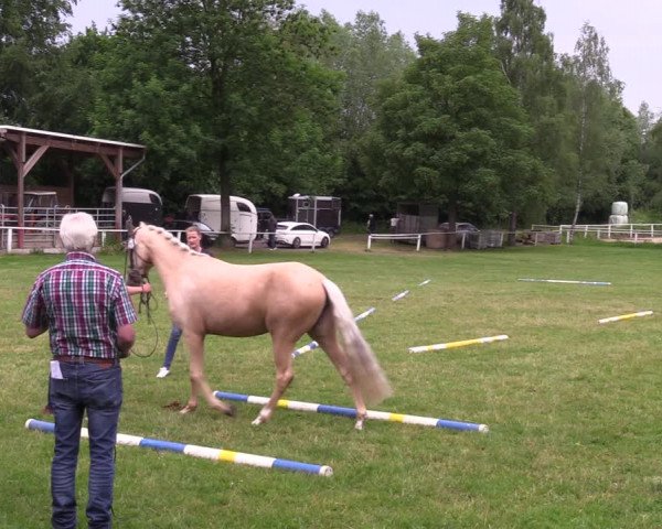 Westfälische Stutenleistungsprüfung in Steinheim 2023