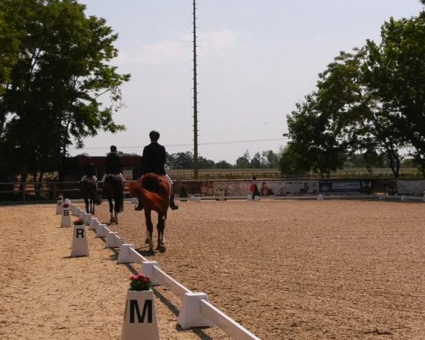 Reitturnier Ruhlsdorf 2023