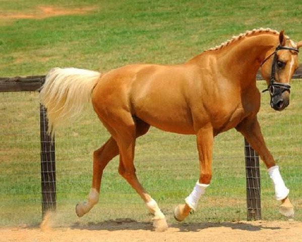 stallion Legacy In Gold xx (Thoroughbred, 1999, from Glitter Please xx) stallion Legacy In Gold xx (Thoroughbred, 1999, from Glitter Please xx)