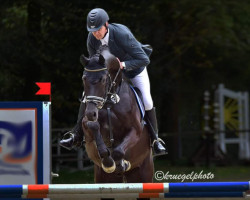 jumper Cassino 27 (KWPN (Royal Dutch Sporthorse), 2018, from Casallo Z)