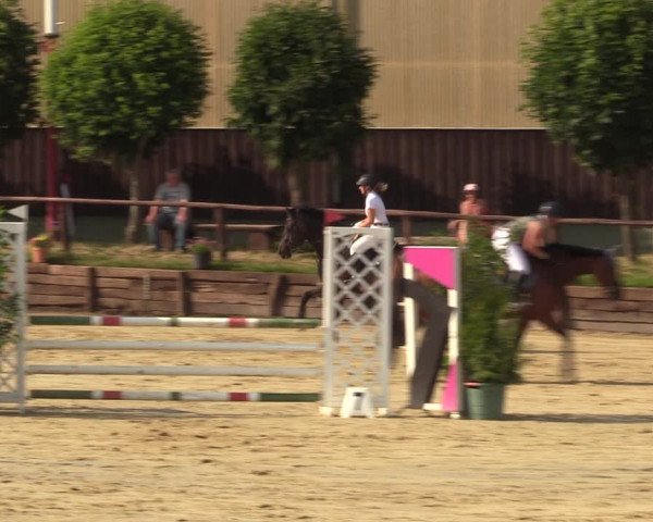 Reitturnier Schönfeld 2023
