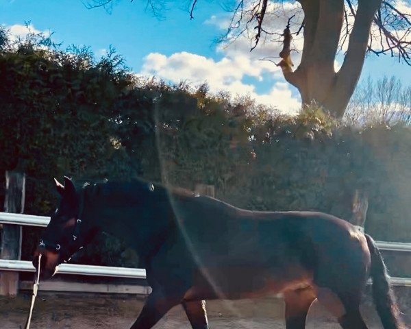 horse Franzmann (Westphalian, 2017, from For Final)