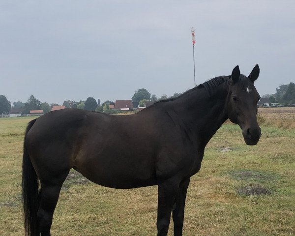 horse Glamourgirl (Oldenburg, 2006, from Desperados FRH)