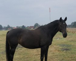 horse Glamourgirl (Oldenburg, 2006, from Desperados FRH)
