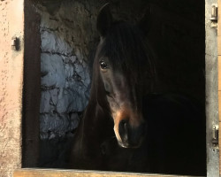 Dressurpferd Madita 43 (Deutsches Reitpony, 2012, von Popcorn WE)