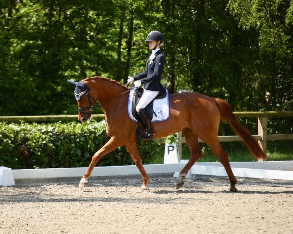 dressage horse Delicia (Hanoverian, 2017, from Don Marcello)