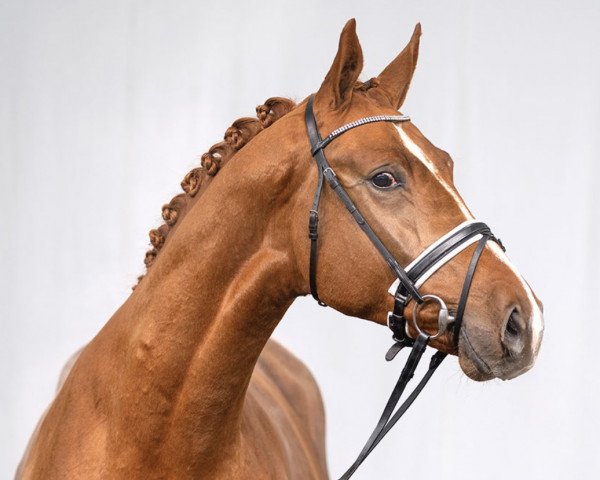 Cavallo da Dressage Destination Gold (Renano, 2019, di Don Allegro)