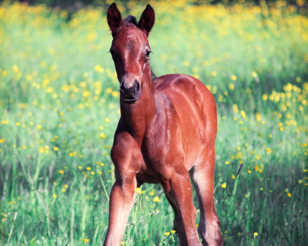 Pferd Forever Yours (Trakehner, 2018, von Cadeau)