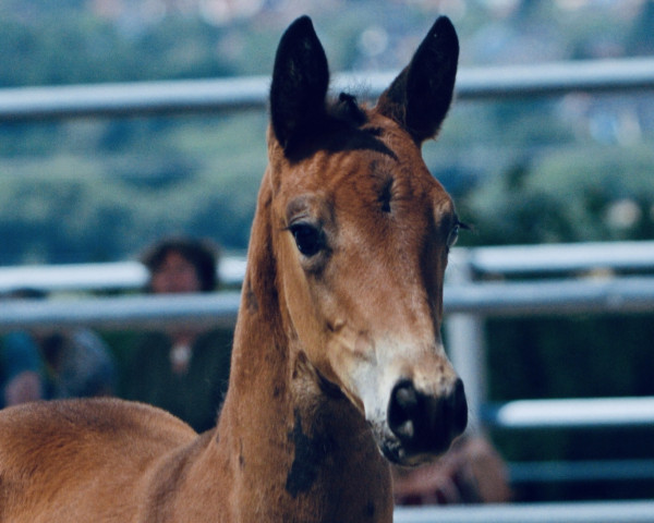Pferd Fine Surprise (Trakehner, 2022, von Kwahu)