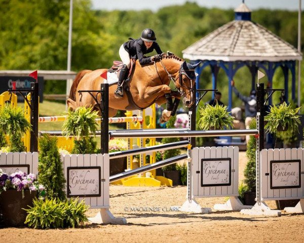 jumper Chaplin W (KWPN (Royal Dutch Sporthorse), 2007, from Vermont)