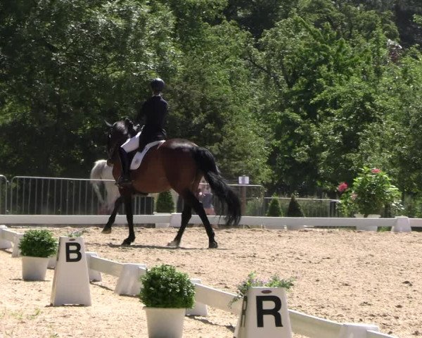 Reitturnier Derbypark Hamburg Klein-Flottbek 2023